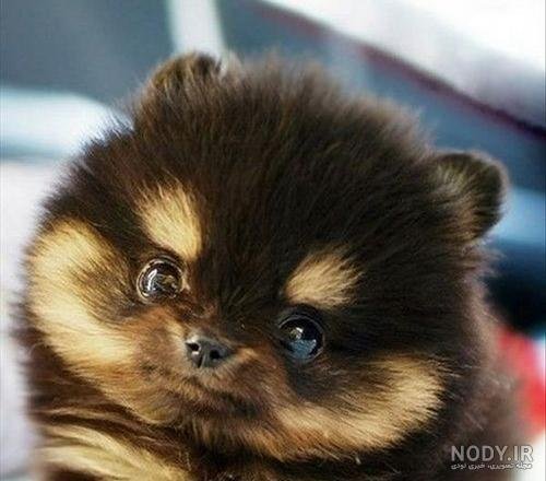  عکس سگ جیبی خوشگل