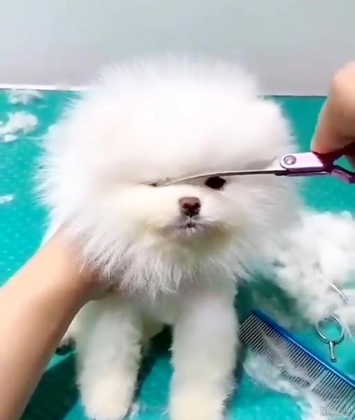  عکس سگ جیبی خوشگل