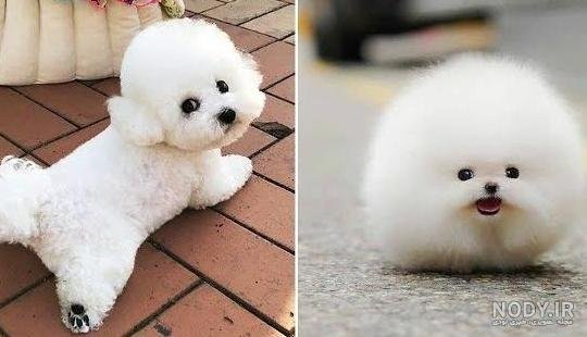  عکس سگ جیبی خوشگل