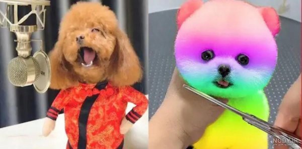  عکس سگ جیبی خوشگل