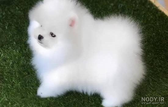  عکس سگ جیبی خوشگل