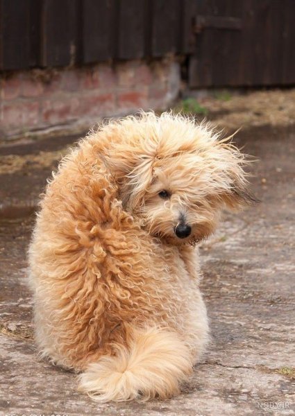  عکس سگ جیبی خوشگل