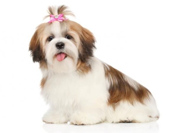  عکس سگ جیبی خوشگل