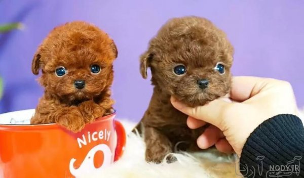  عکس سگ جیبی خوشگل