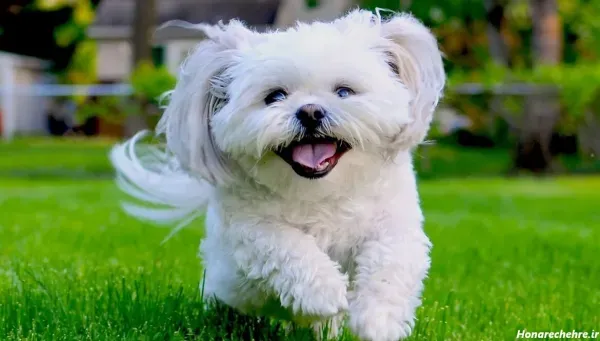  عکس های سگ شیتزو