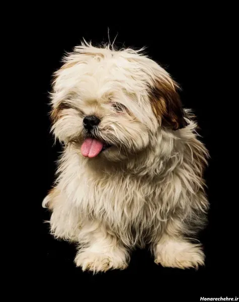  عکس های سگ شیتزو