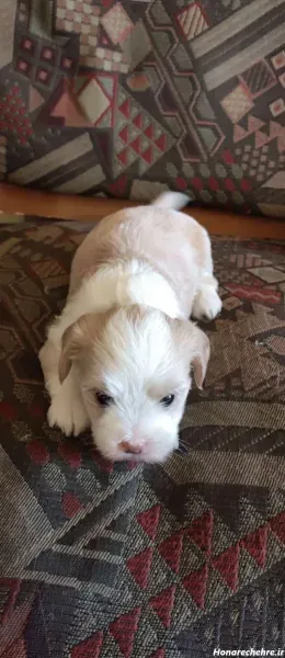  عکس های سگ شیتزو