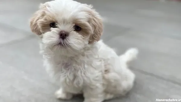  عکس های سگ شیتزو