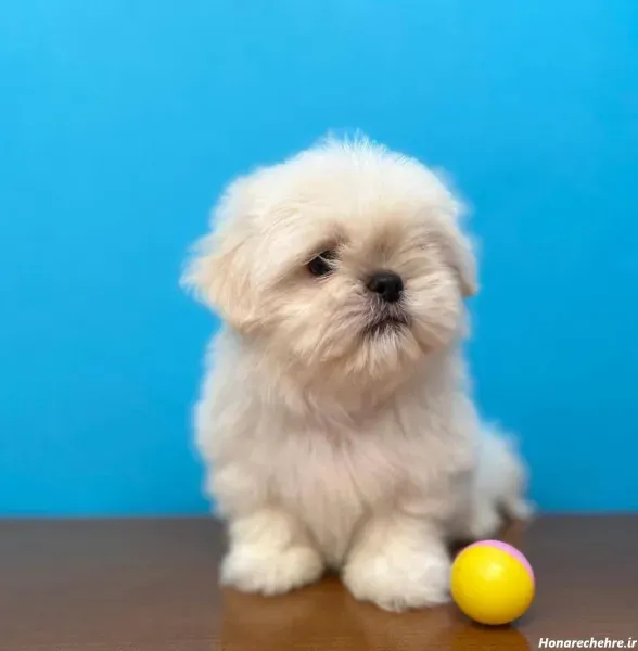  عکس های سگ شیتزو