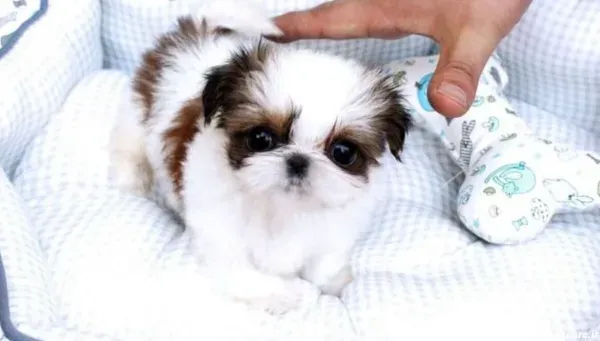  عکس های سگ شیتزو