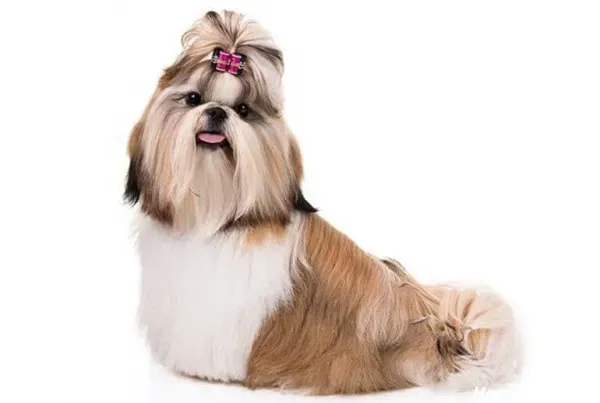  عکس های سگ شیتزو