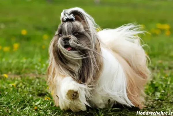  عکس های سگ شیتزو