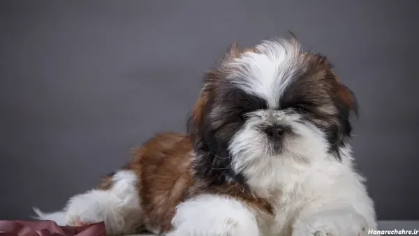 عکس های سگ شیتزو