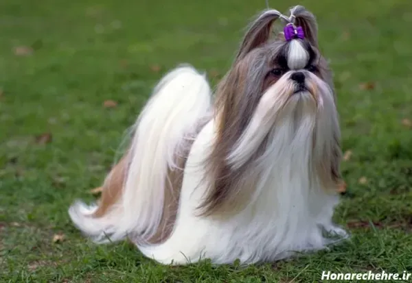  عکس های سگ شیتزو