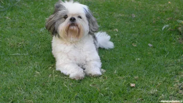  عکس های سگ شیتزو