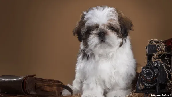  عکس های سگ شیتزو