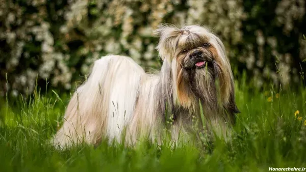  عکس های سگ شیتزو