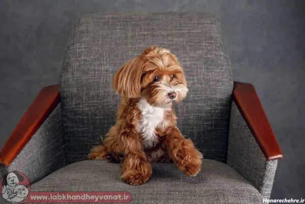  عکس های سگ شیتزو