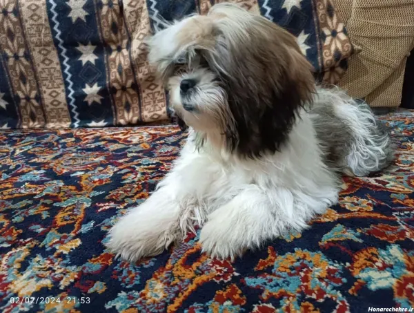  عکس های سگ شیتزو