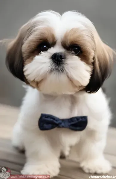  عکس های سگ شیتزو