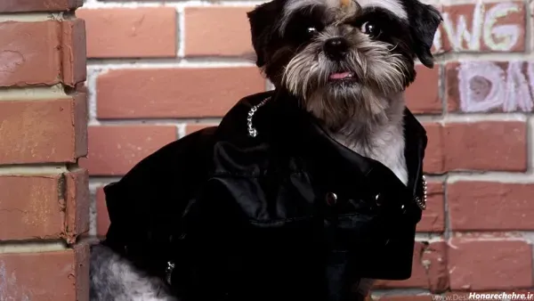  عکس های سگ شیتزو