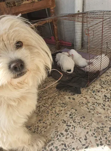  عکس های سگ شیتزو