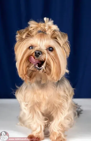  عکس های سگ شیتزو