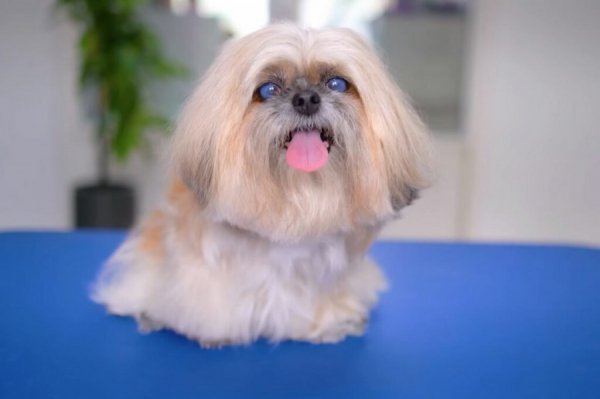  عکس سگ شیتزو کراس