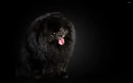  دانلود عکس سگ پاکوتاه