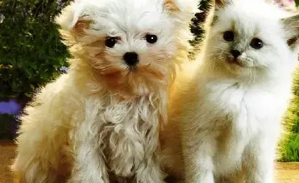  دانلود عکس سگ پاکوتاه