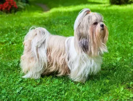  دانلود عکس سگ پاکوتاه