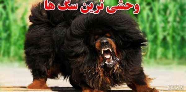  دانلود عکس سگ خرسی