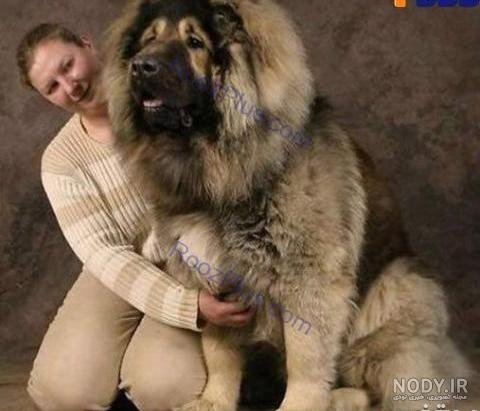  دانلود عکس سگ خرسی