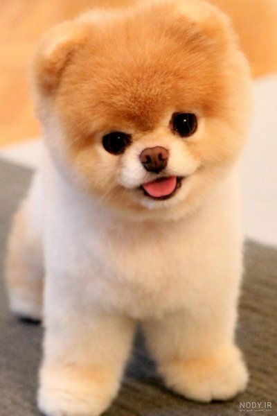  دانلود عکس سگ خرسی