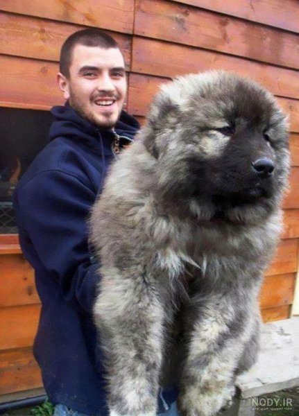  دانلود عکس سگ خرسی