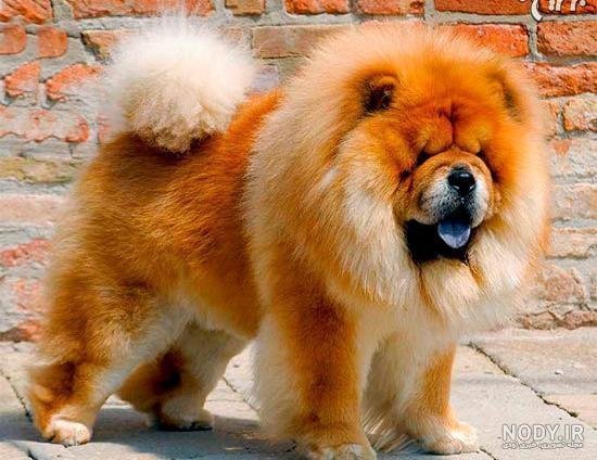  دانلود عکس سگ خرسی