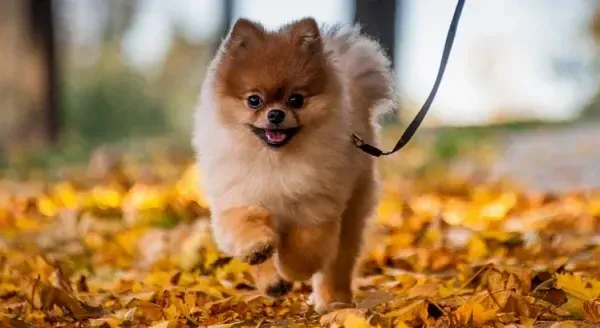  دانلود عکس سگ خرسی