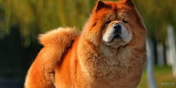  دانلود عکس سگ خرسی