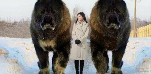  دانلود عکس سگ خرسی