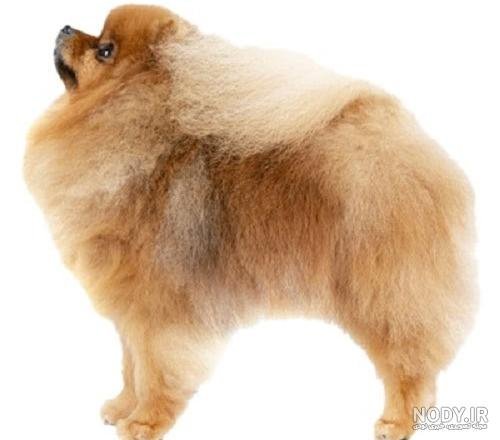  دانلود عکس سگ خرسی