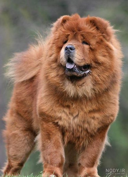  دانلود عکس سگ خرسی