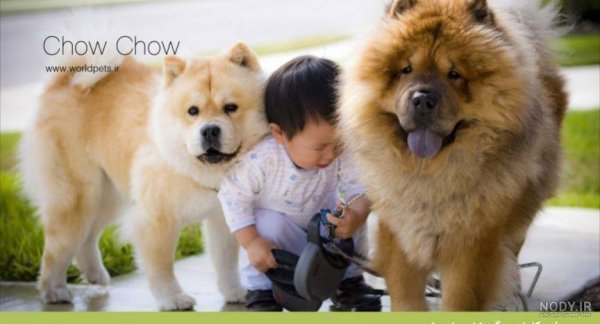  دانلود عکس سگ خرسی