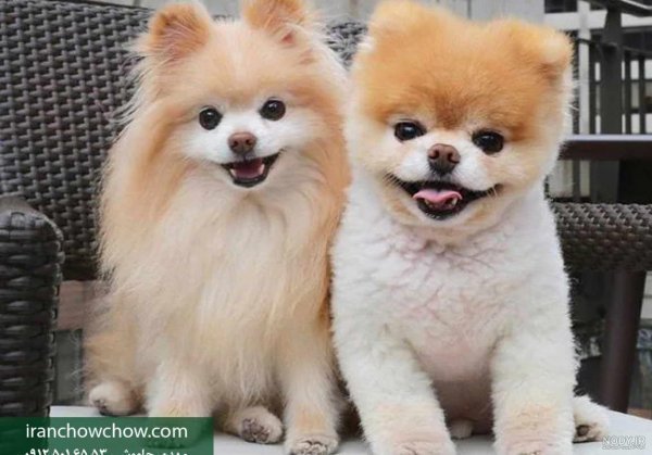  دانلود عکس سگ خرسی