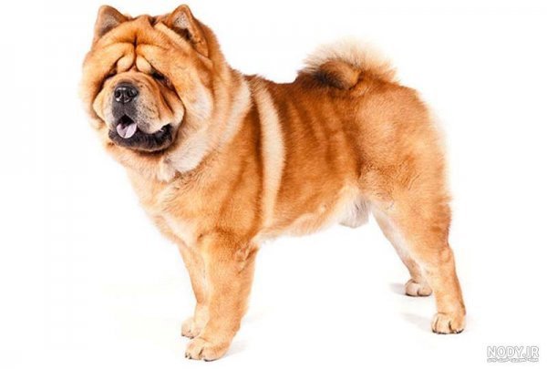  دانلود عکس سگ خرسی