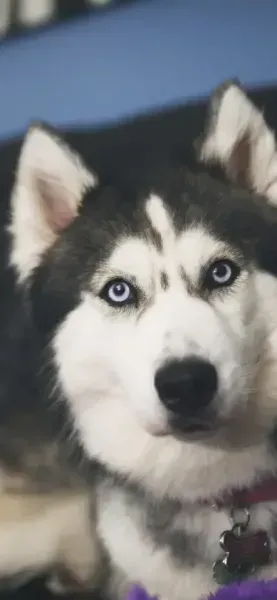  دانلود عکس سگ هاسکی