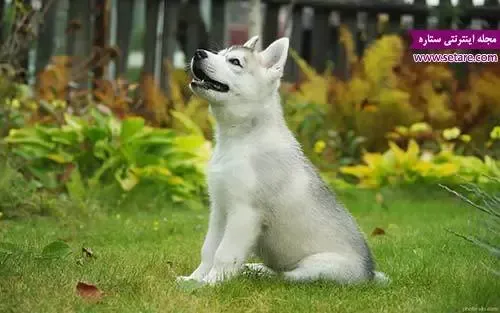  دانلود عکس سگ هاسکی
