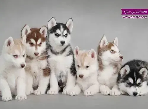  دانلود عکس سگ هاسکی