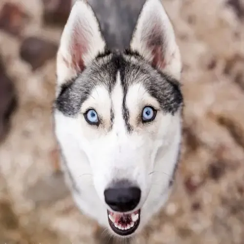  عکس سگ هاسکی خانگی