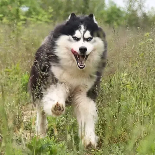  عکس سگ هاسکی خانگی