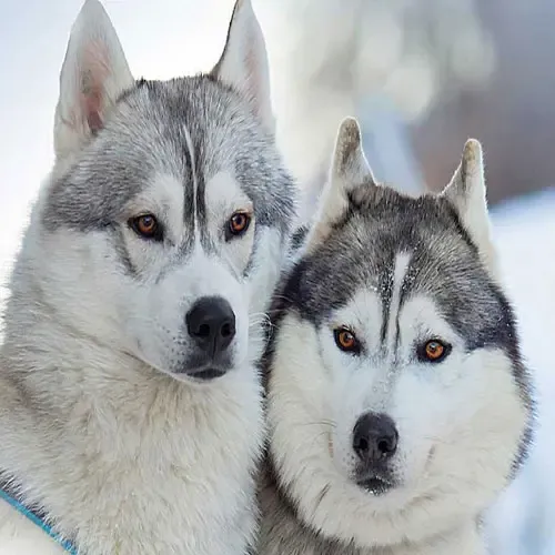  عکس سگ هاسکی خانگی